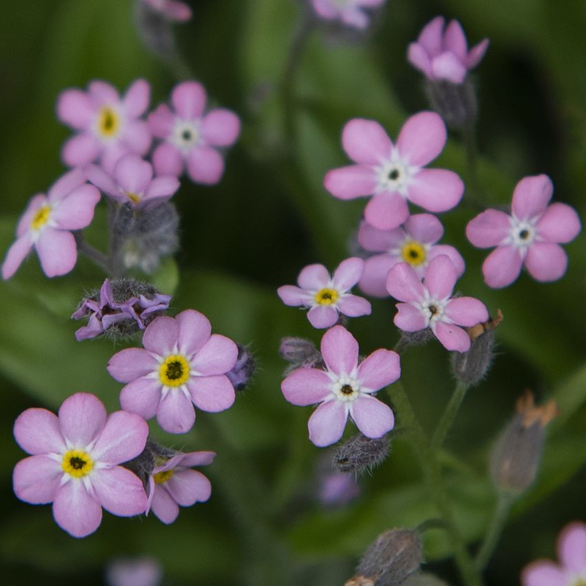 Skogsförgätmigej 'Bellamy Pink'