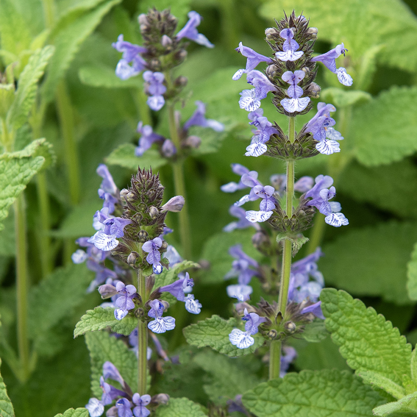 Kashmirnepeta