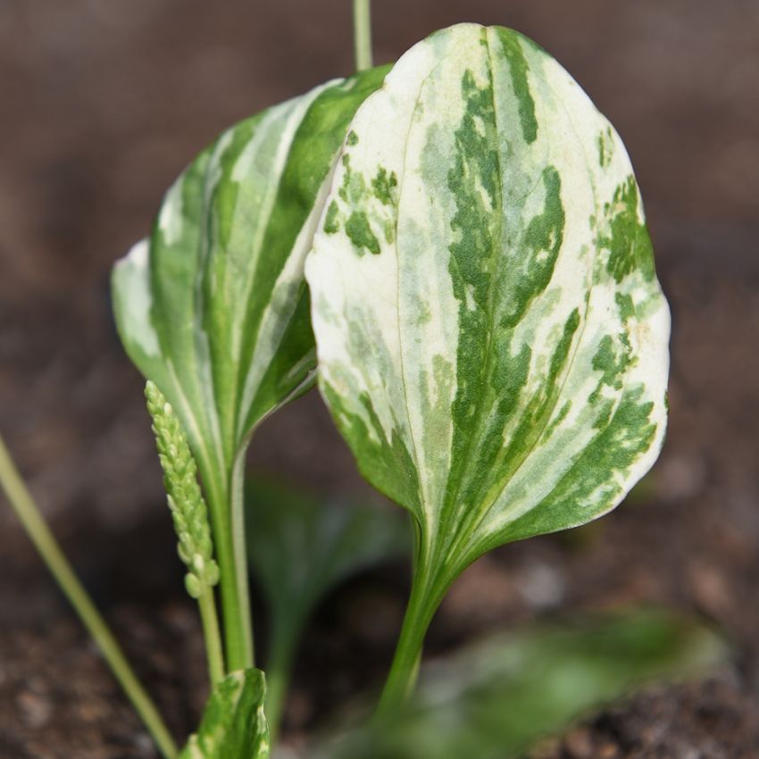 Groblad 'Variegata'