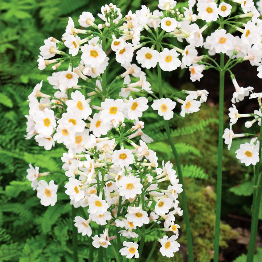 Japansk Viva 'Postford's White'