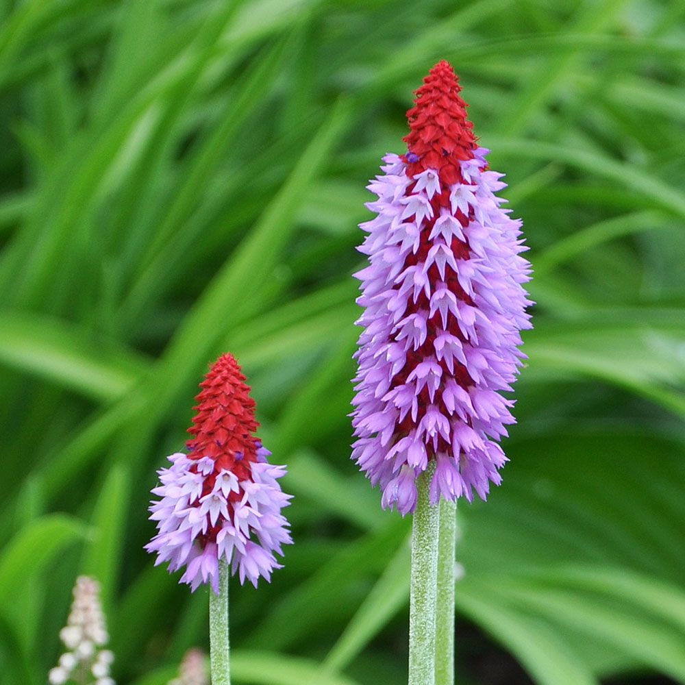 Hyacintviva 'Orchid Primrose'