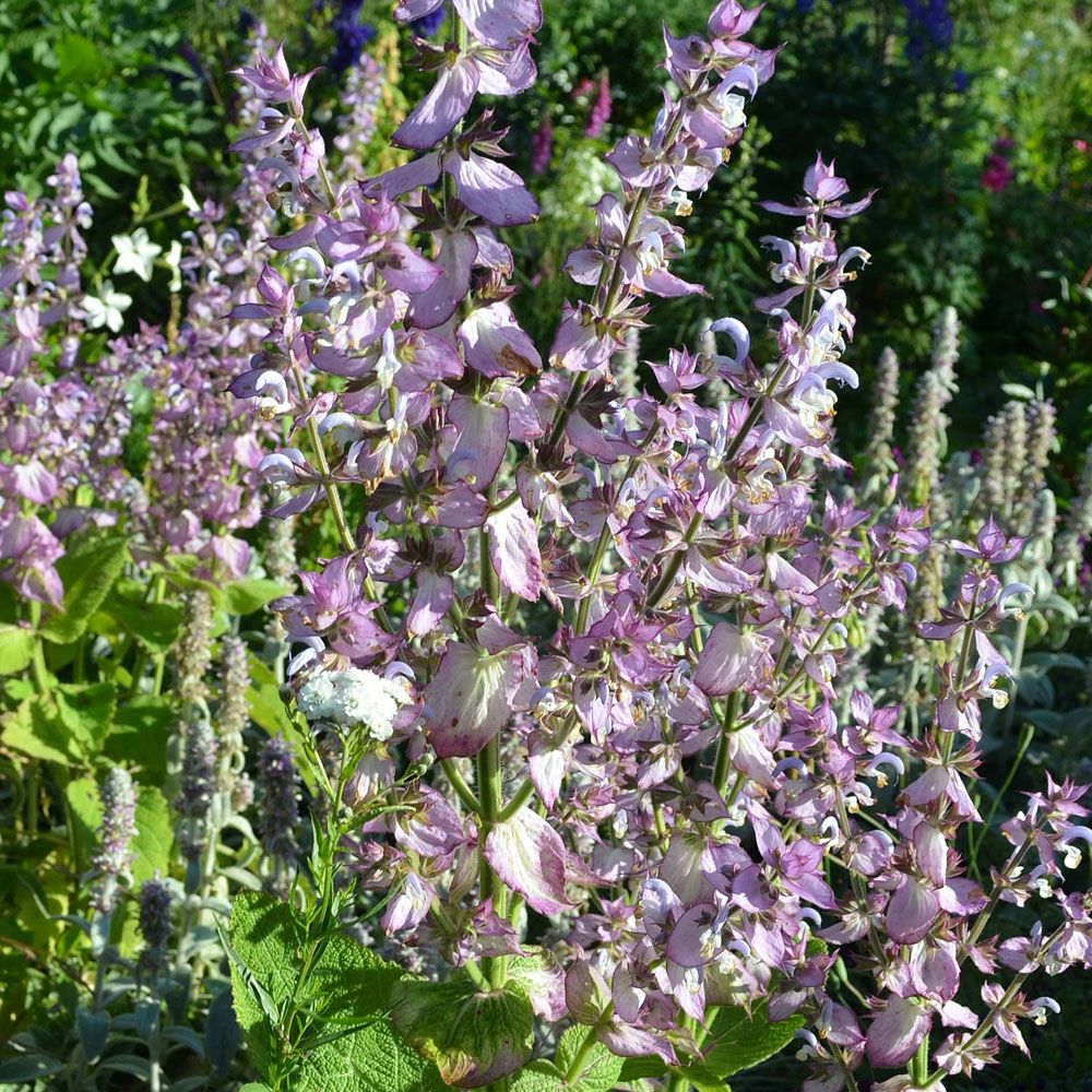 Muskatellsalvia 'Turkestanica'