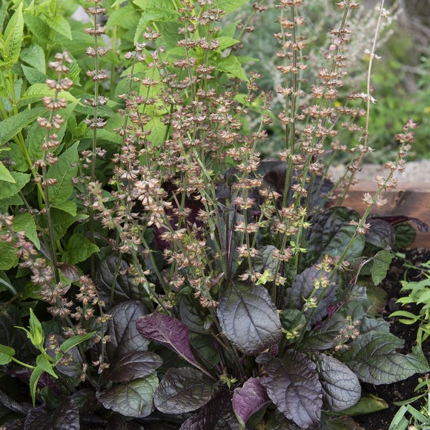 Lyrsalvia 'Purple Volcano'