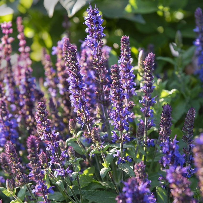 Stäppsalvia 'Merleau Blue'