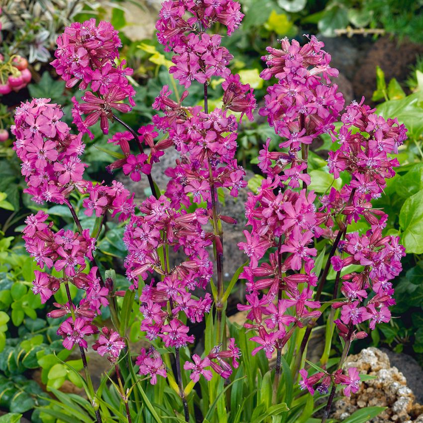 Tjärblomster 'Splendens Feuer'