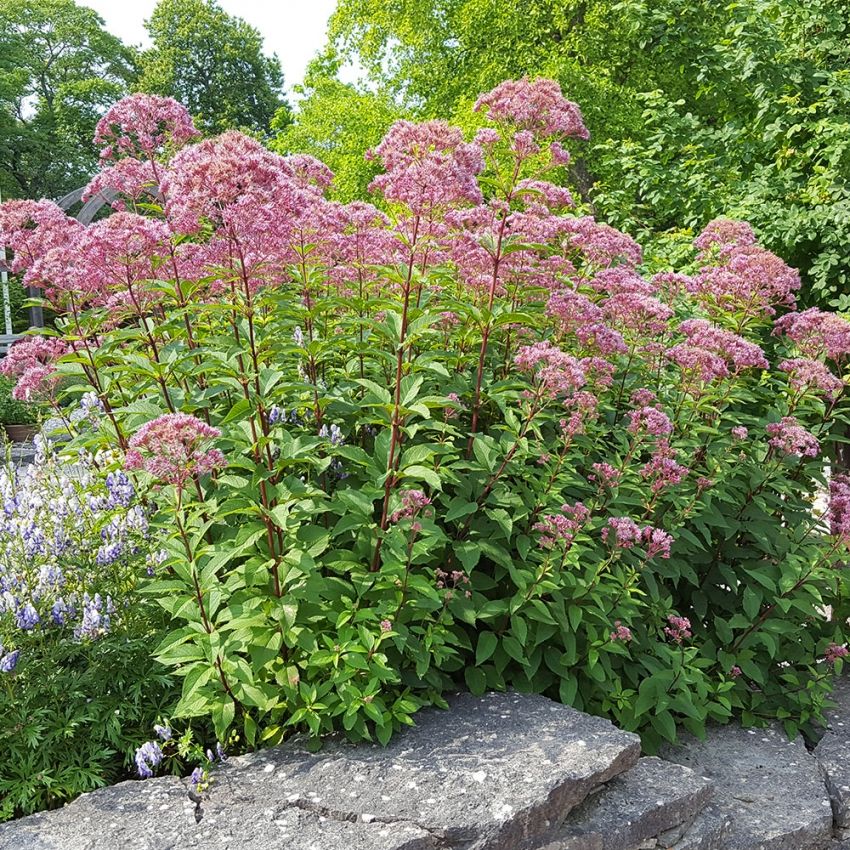 Fläckflockel 'Atropurpureum'