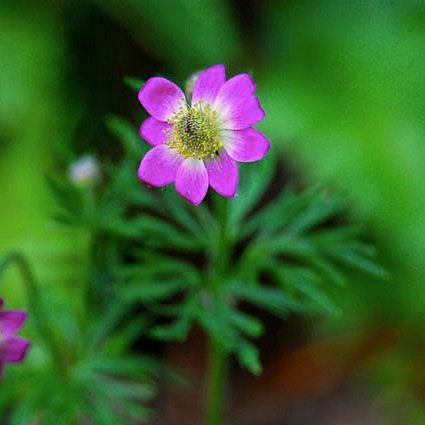 Flikanemon 'Annabella Rubra'