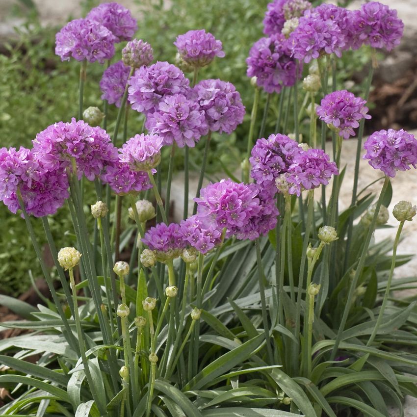 Bredbladig Trift 'Ballerina Lilac'