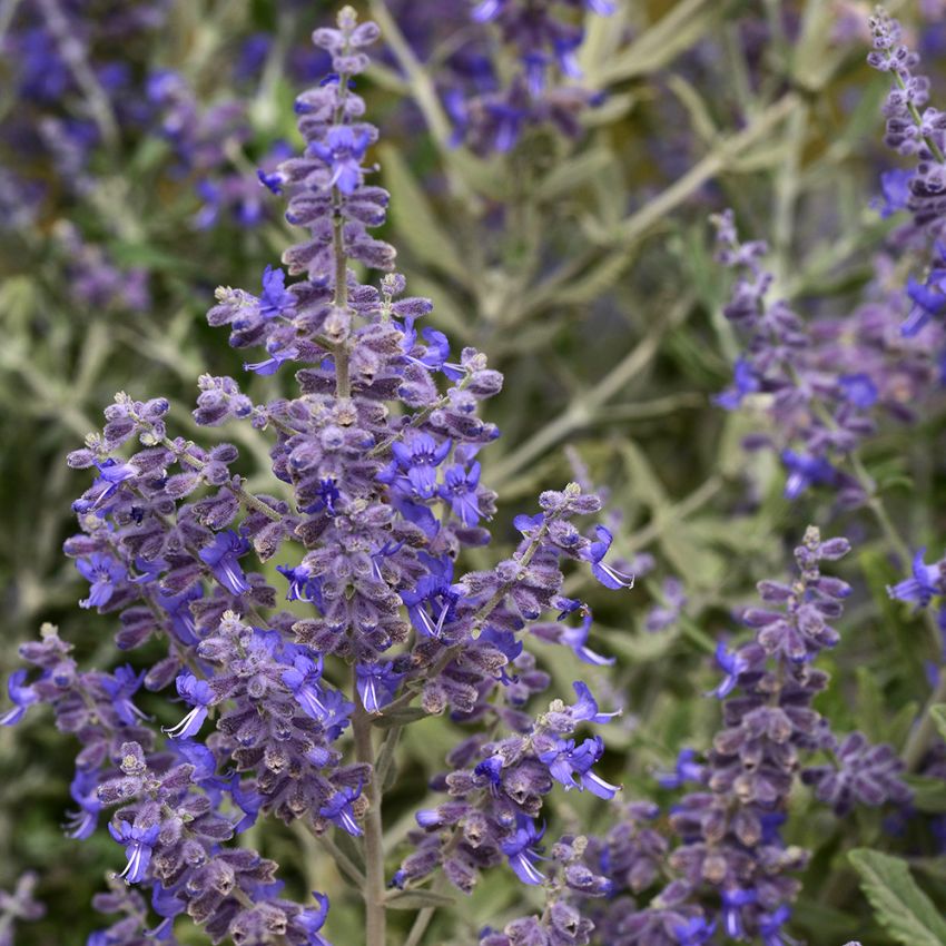 Afghanperovskia 'Blue Steel'