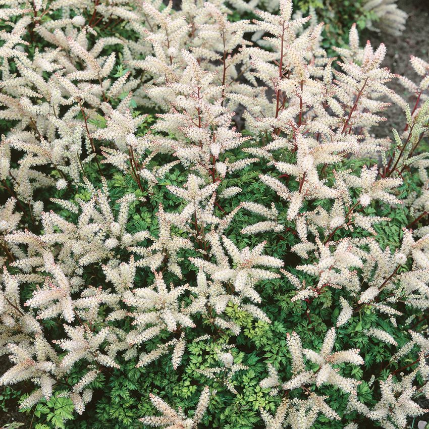 Koreansk Plymspirea