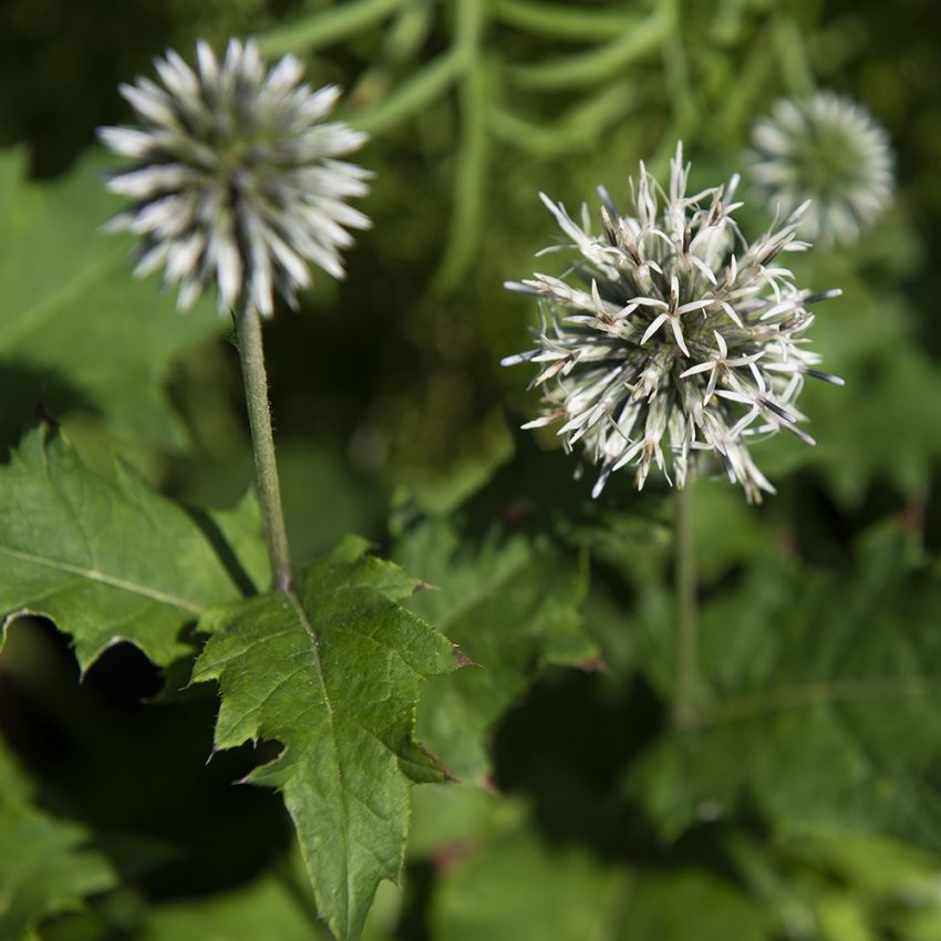 Blå Bolltistel 'Star Frost'