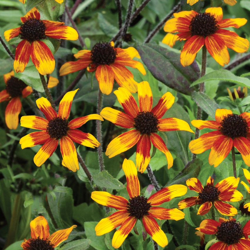 Trefliksrudbeckia 'Prairie Glow'