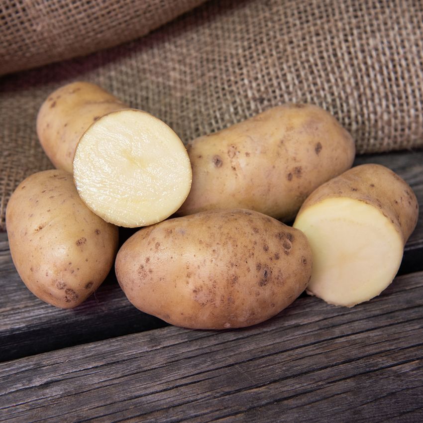 Sättpotatis 'Bintje' 1 kg