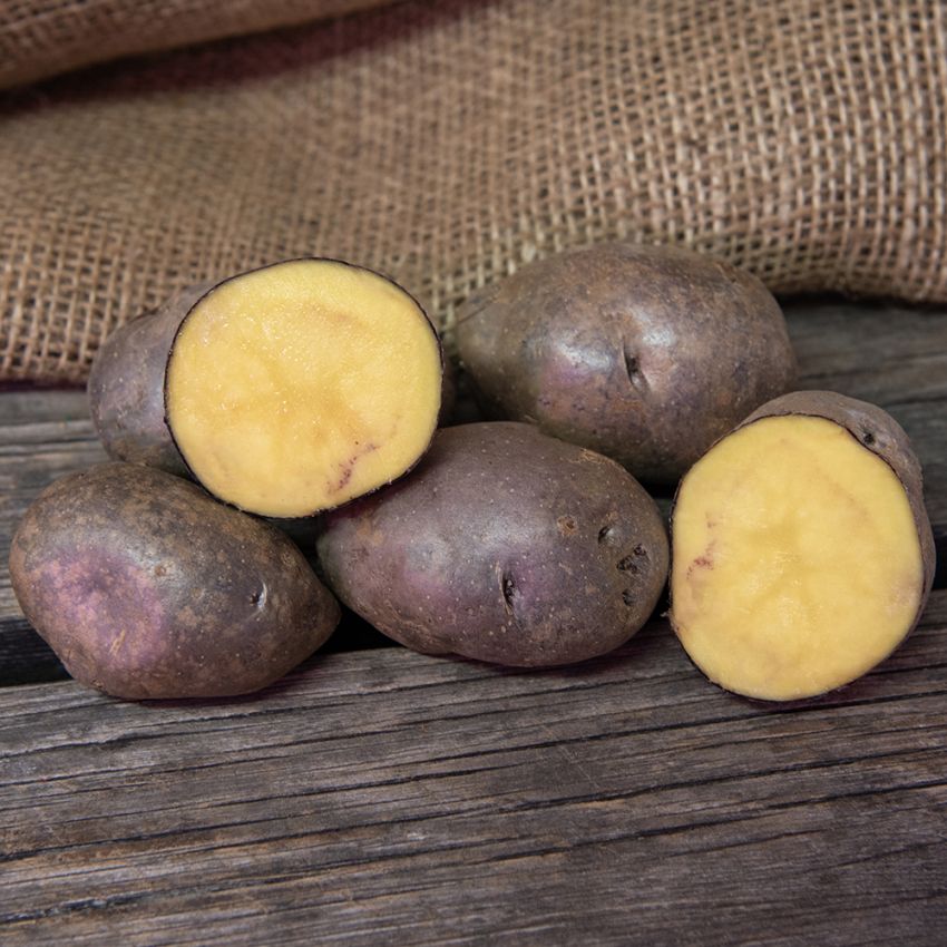 Sättpotatis 'Blå Mandel' 1 kg