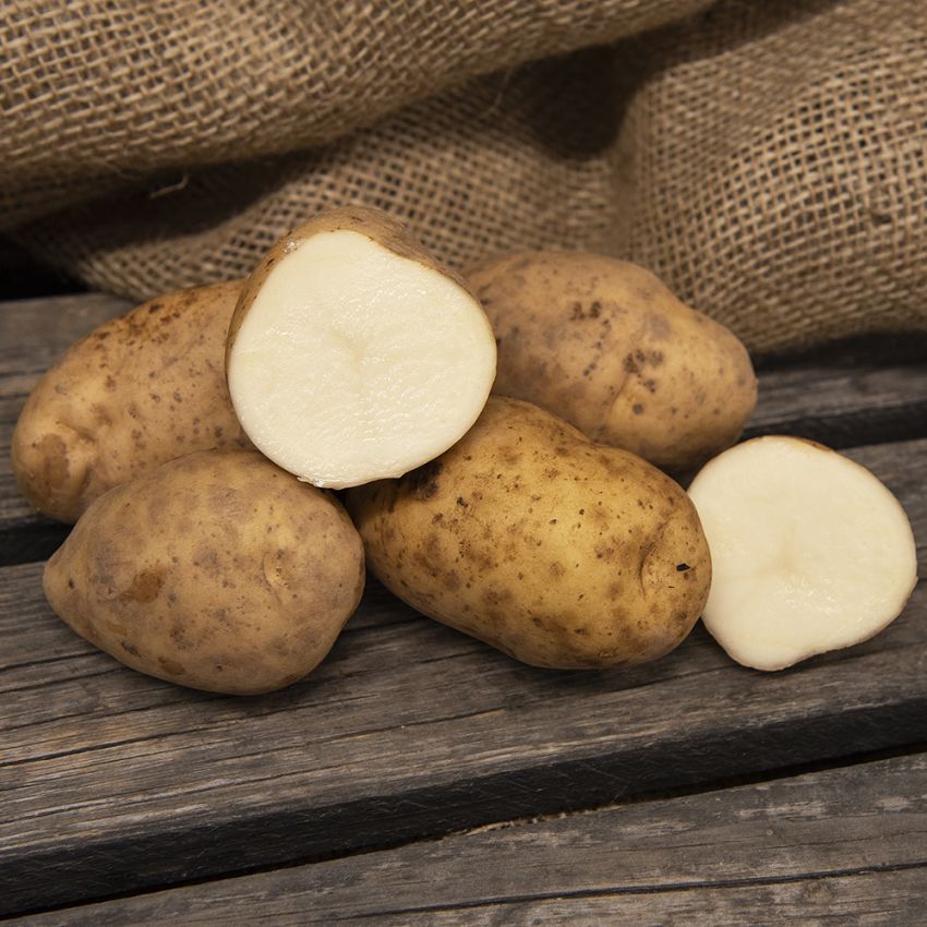 Sättpotatis 'Maris Bard' 3 kg