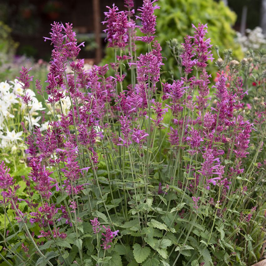 Lila Kolibrimynta 'Heather Queen'