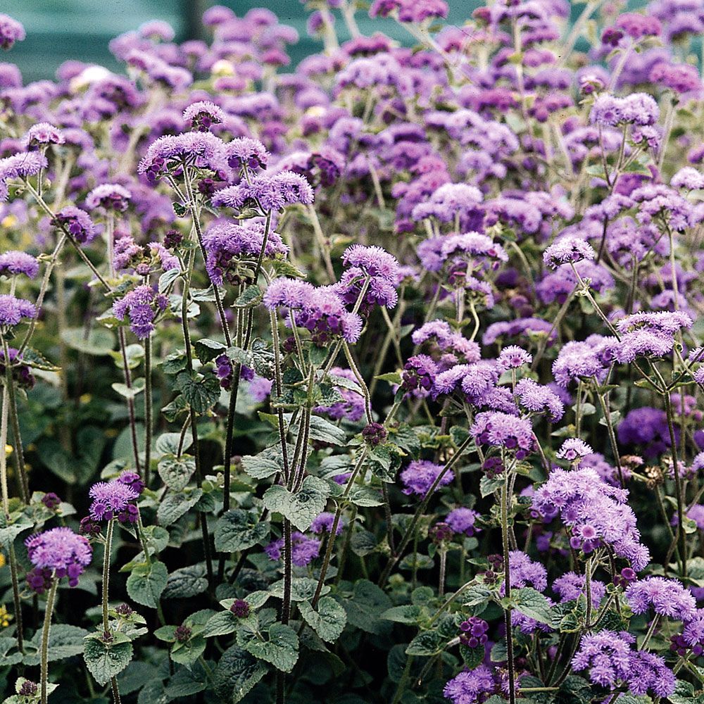 Ageratum 'Dondo Blue'