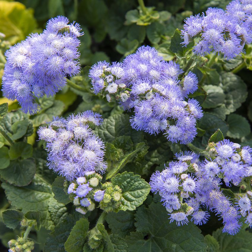 Ageratum 'Leda'