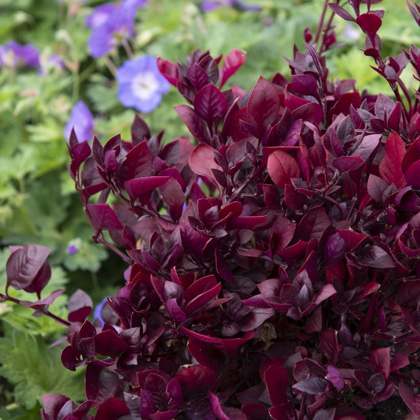 Stort Papegojblad 'Purple Prince'