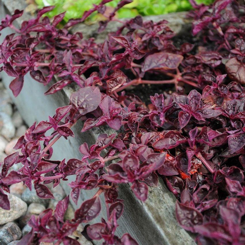 Höblomster 'Purple Lady'