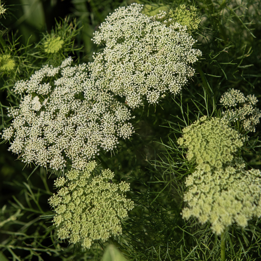 Tandpetarsilja 'Green Mist'