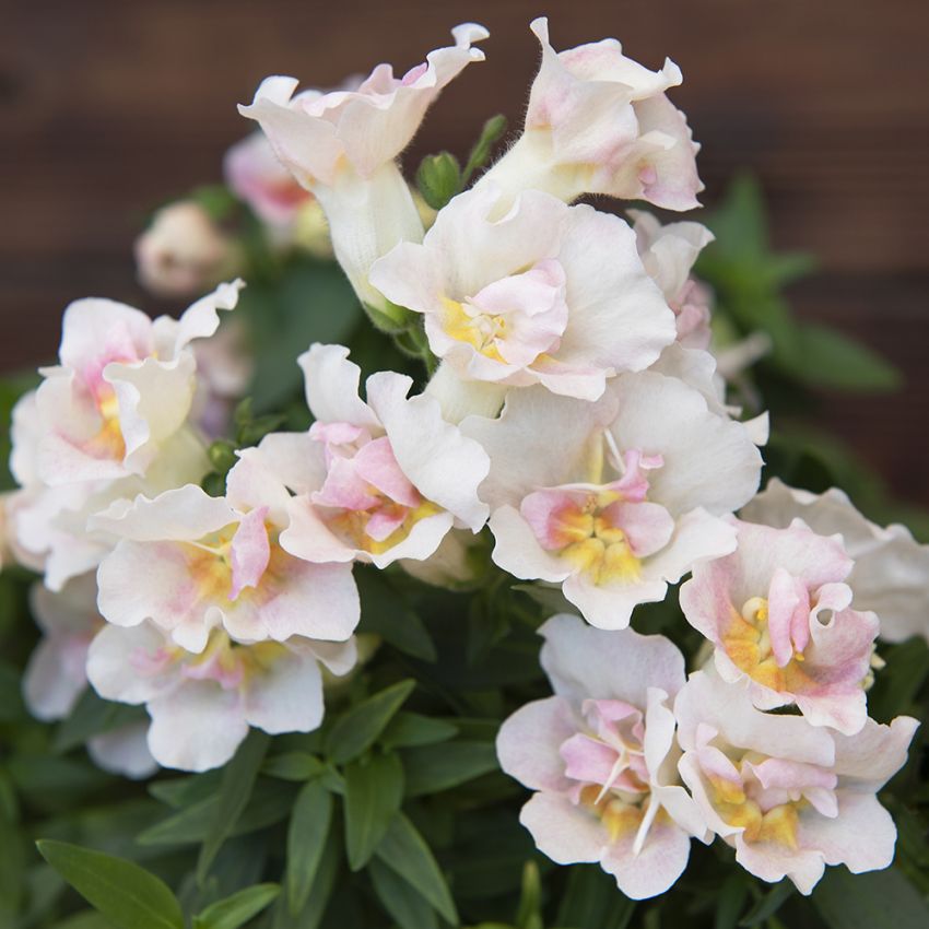 Lejongap F1 'Twinny Appleblossom'