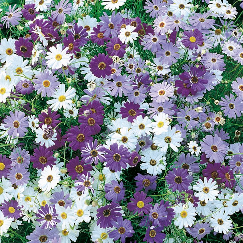 Брахикома фото цветов на клумбе