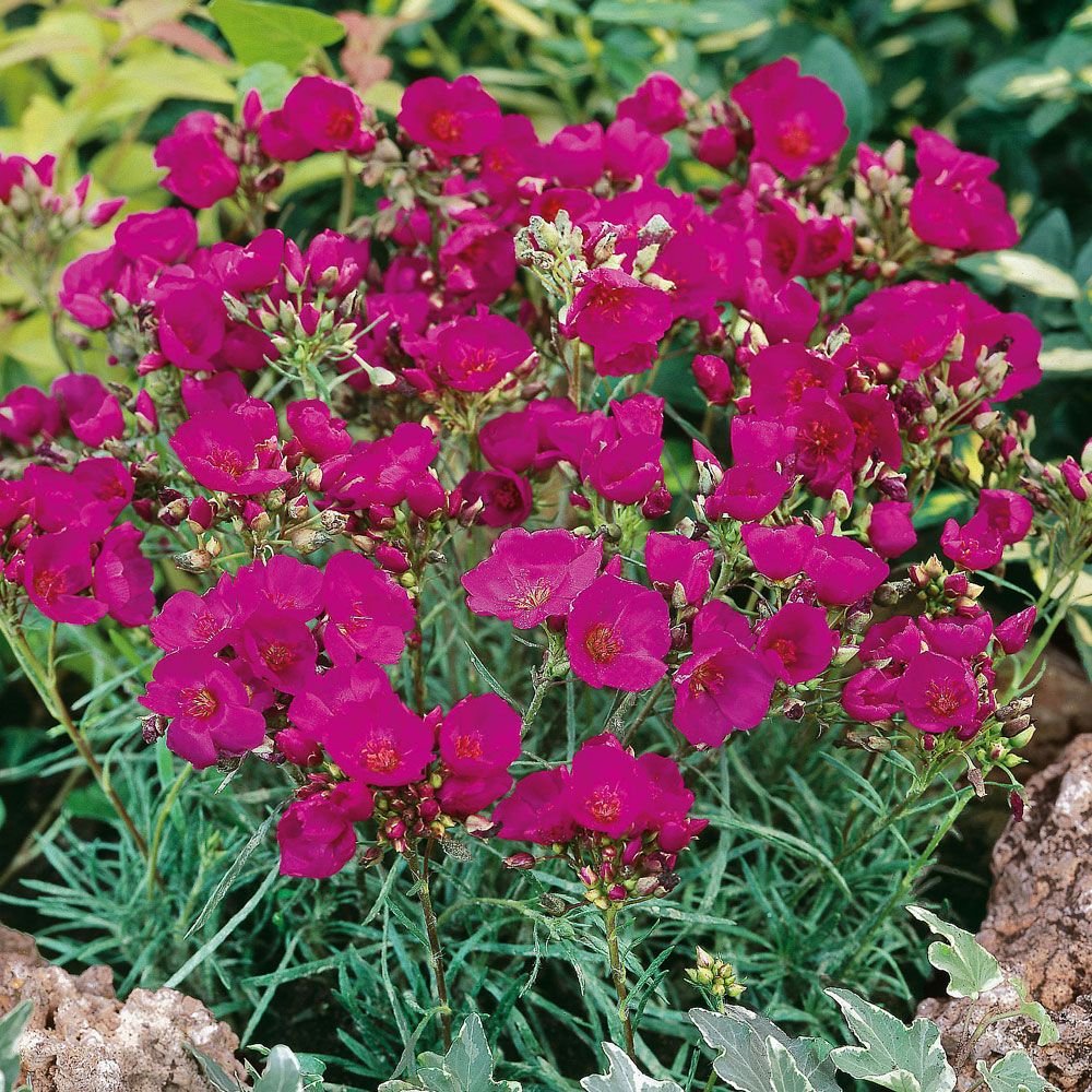 Flocksidenblomma 'Ruby Tuesday'