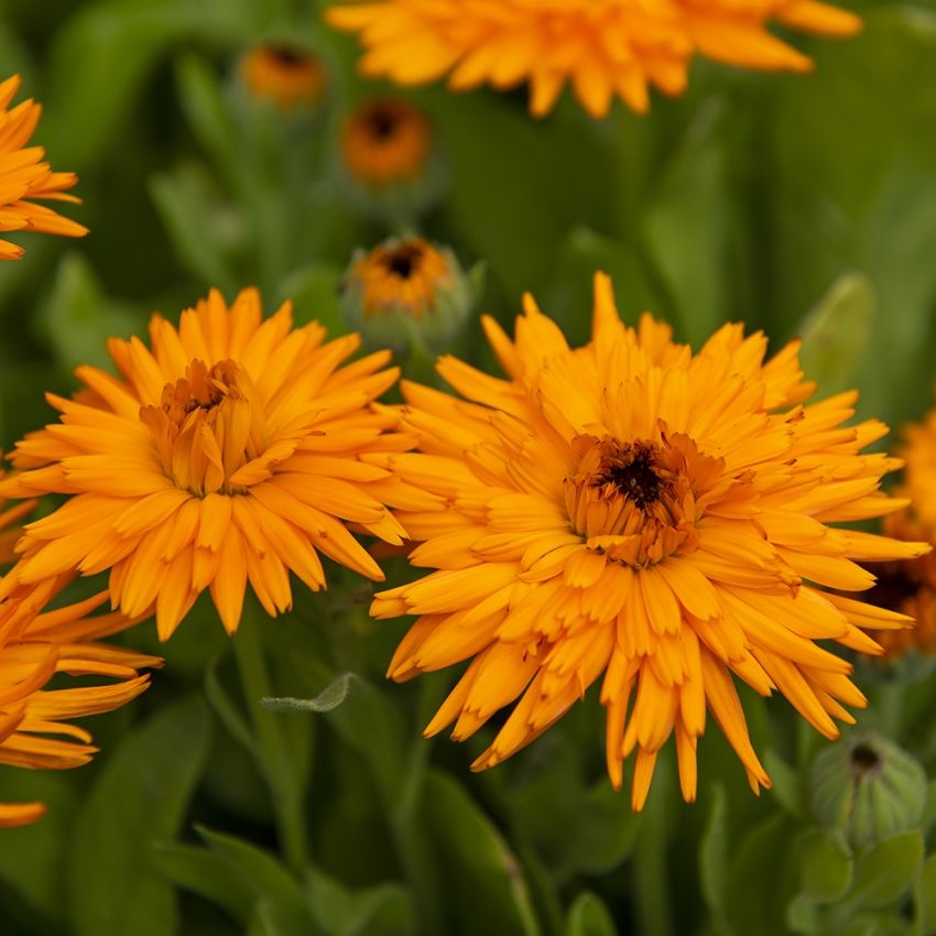 Ringblomma 'Calexis Orange'