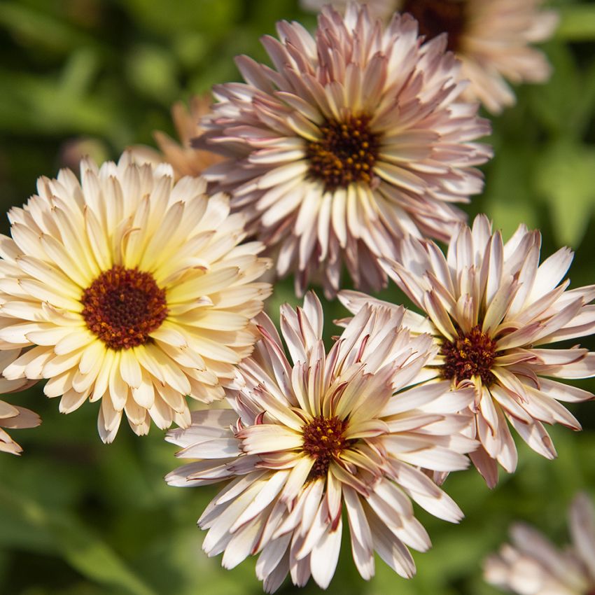 Ringblomma 'Pygmy Buff'