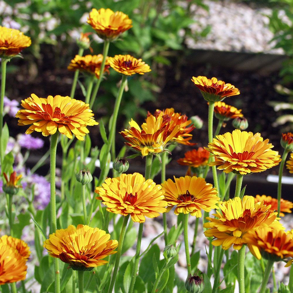 Ringblomma 'Indian Prince'