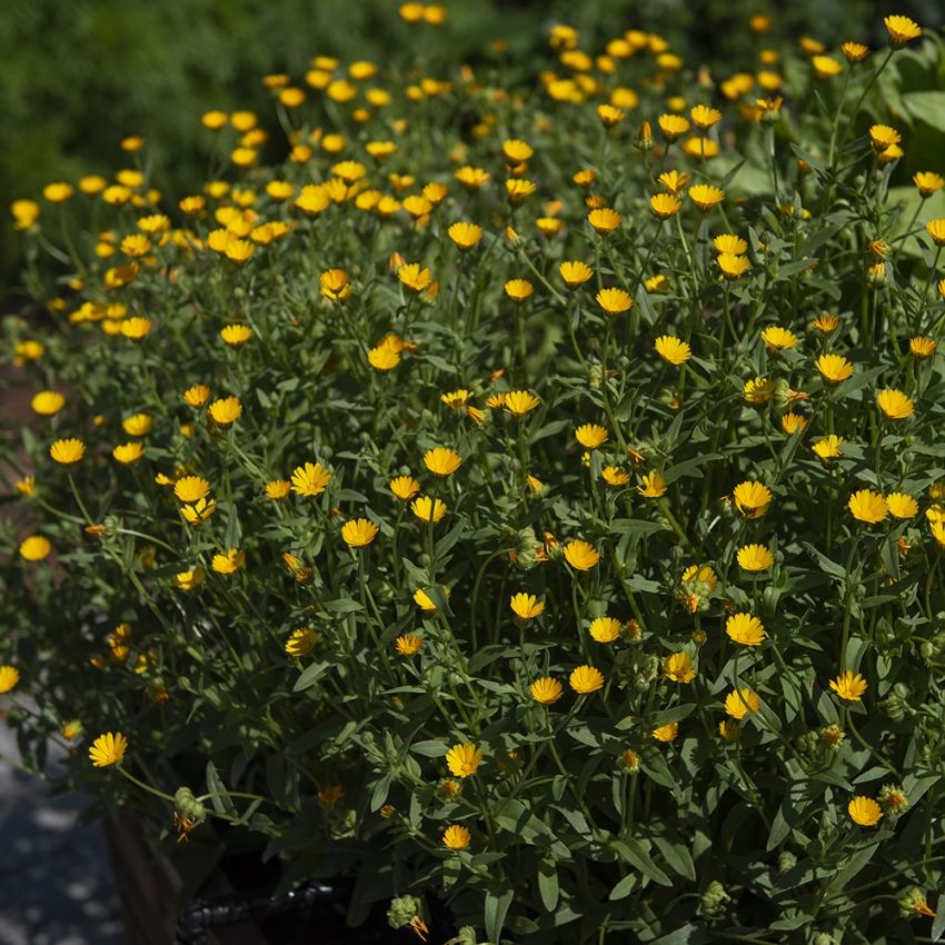 Åkerringblomma 'Wintersun'