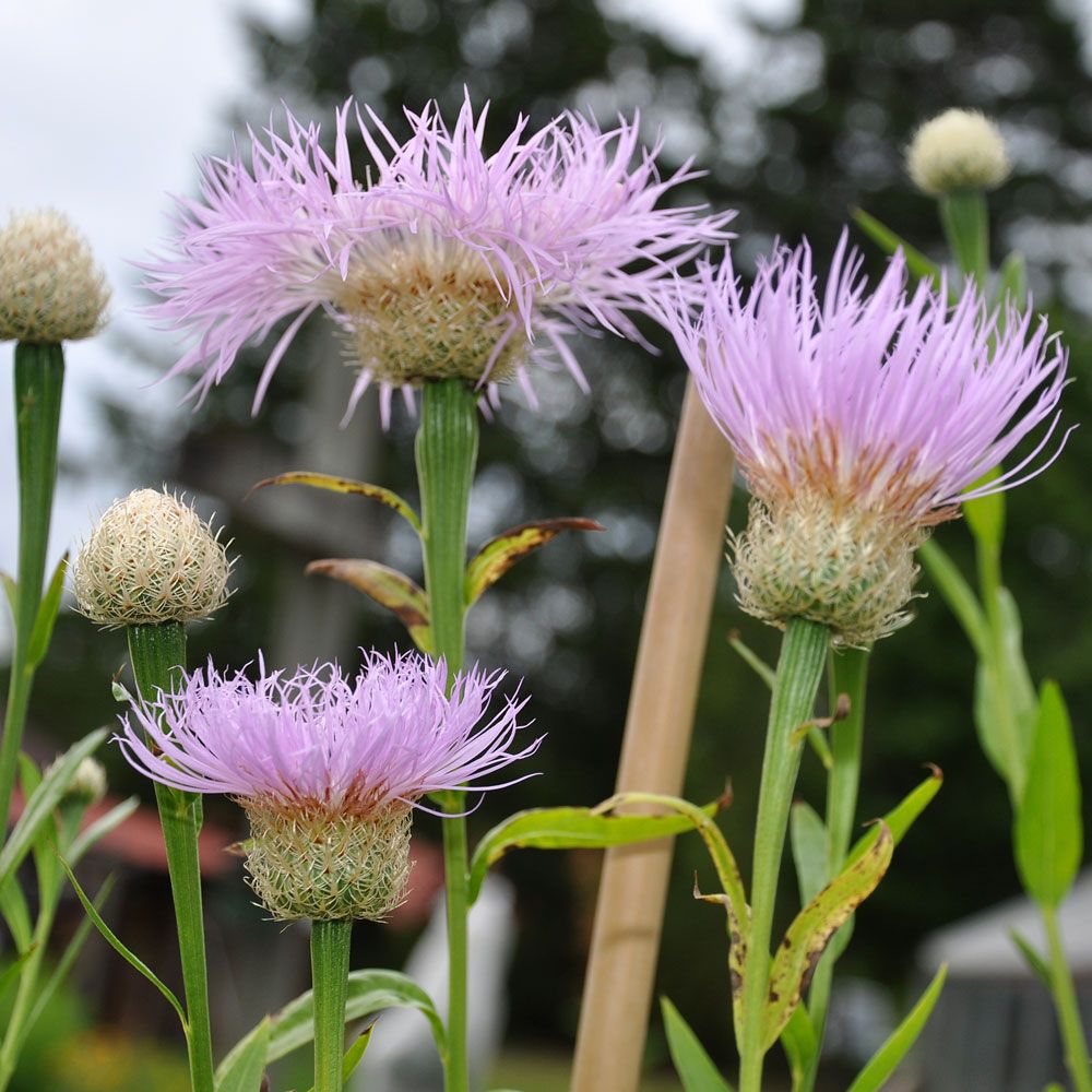 Jätteklint 'Rosy Lilac'