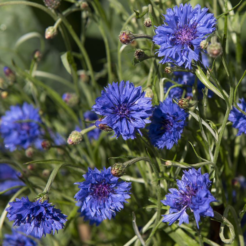 Blåklint 'Blue Ball'