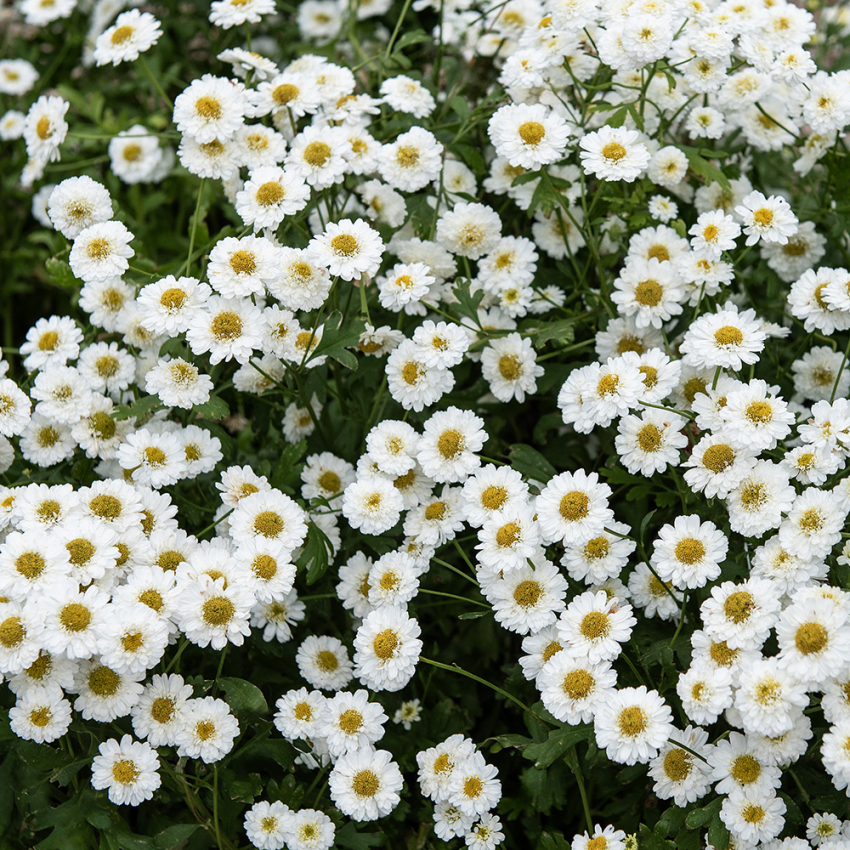 Trädgårdsmattram 'Tetra White Wonder', snitt och rabatt. Vita, dubbla blommor.