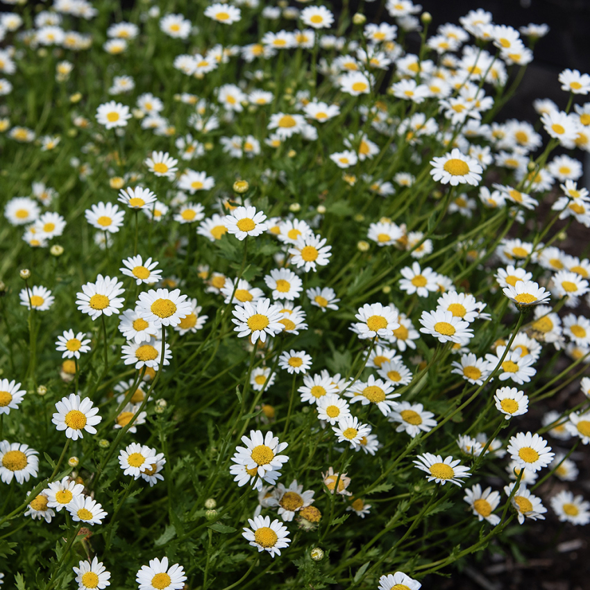 Pysslingkrage, täta buskar översållade av små, vita prästkragelika blommor.