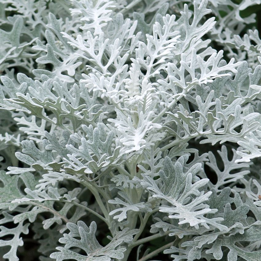 Silverek 'Silver Dust'