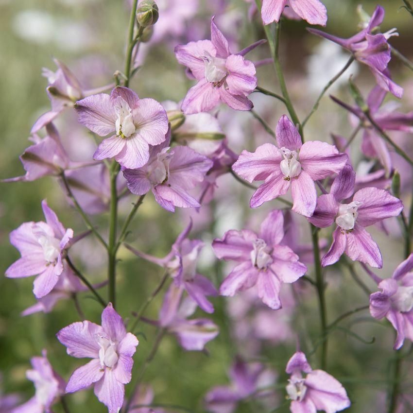 Romersk Riddarsporre 'Fancy Belladonna'