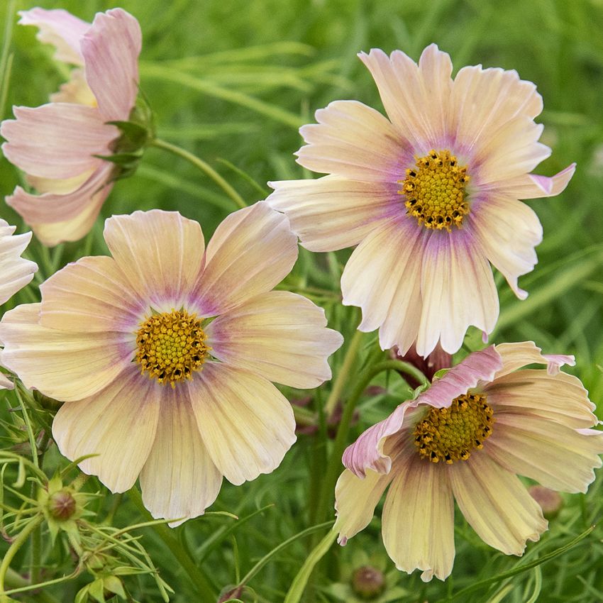 Rosenskära 'Apricot Lemonade'