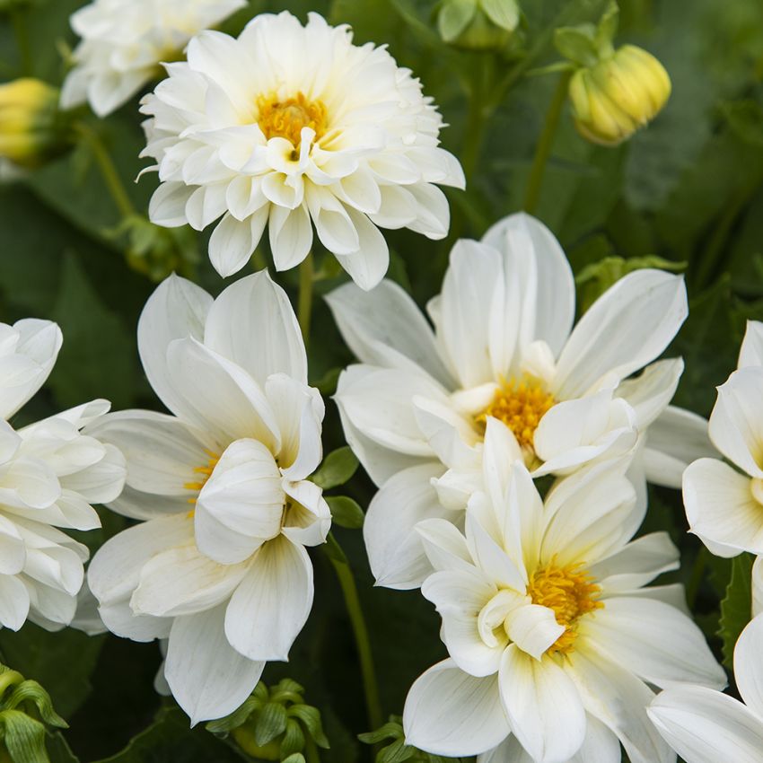 Sommardahlia 'Opera White'