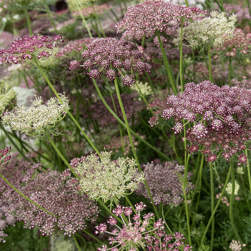 Blomstermorot 'Dara', prydnadsmorot, flockblommor i purpur, rosa och vitt.