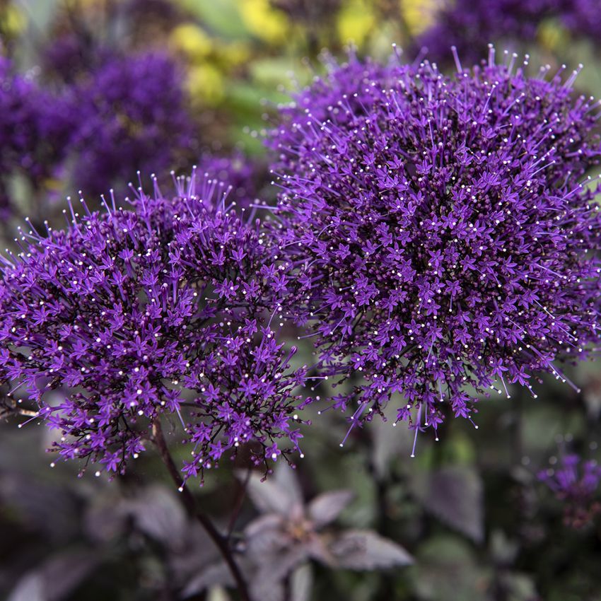 Sommarhalsört 'Black Knight'