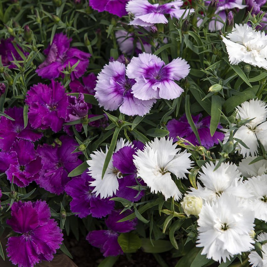 Sommarnejlika F1 'Diana Lavandula mix'