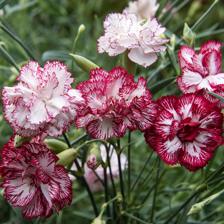 Trädgårdsnejlika 'Benigna', heldubbla, doftande blommor, vita med mörkröda kant.