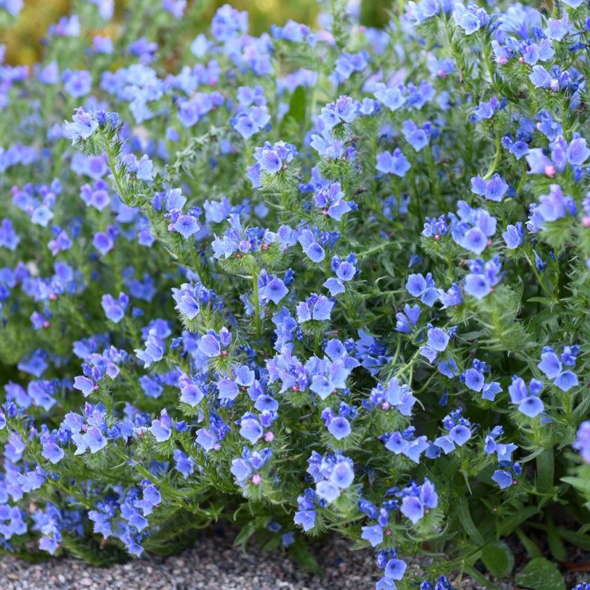 Blå Snokört 'Blue Bedder'