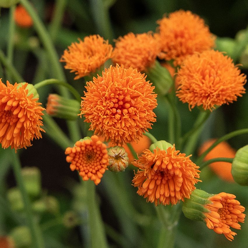 Tofsblomster 'Irish Poet'