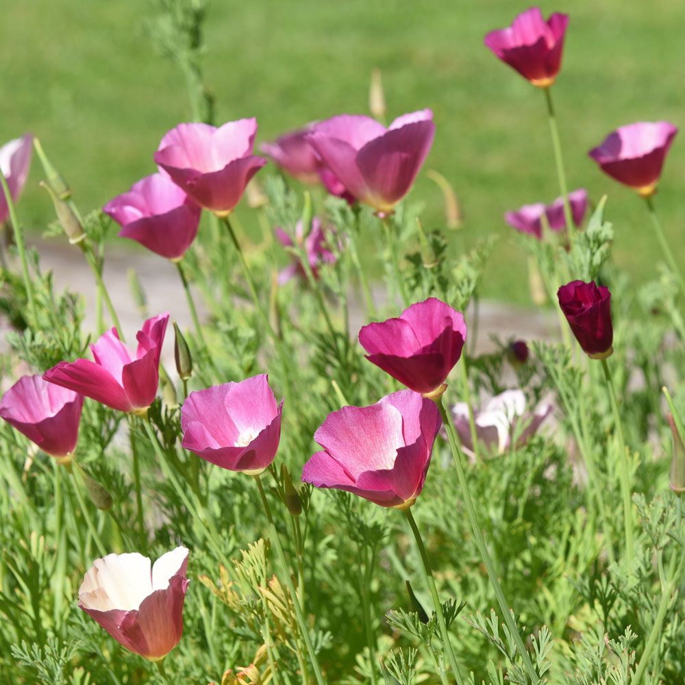 Sömntuta 'Purple Gleam'