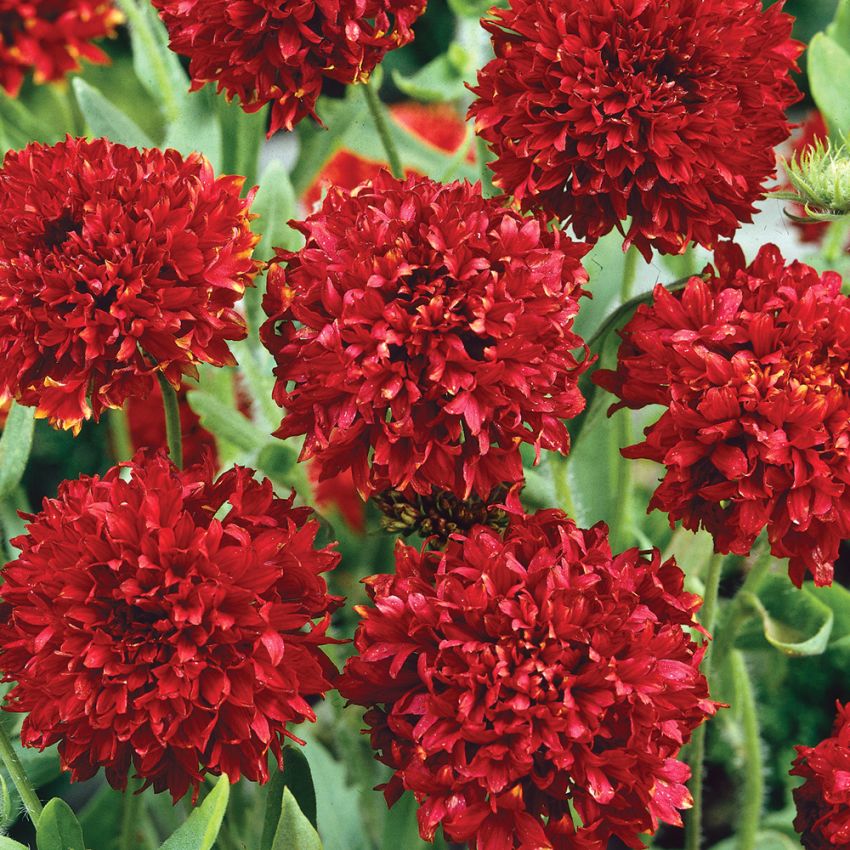 Sommarkokardblomster 'Red Plume'