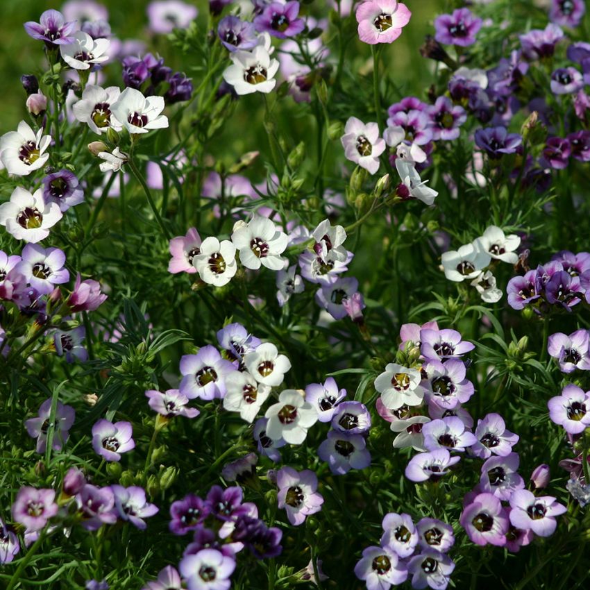 Bukettgilia 'Felicitas'