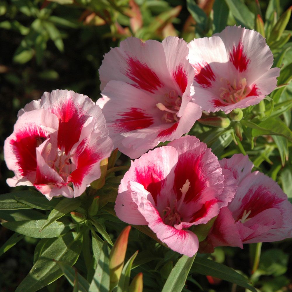 Atlasblomma 'Rembrandt'